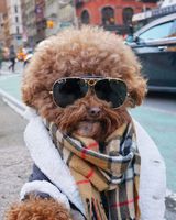 kép: dogtime.com